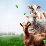 Qurban Dalam Tradisi Islam