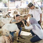 Tata Cara Menyembelih Hewan Kurban